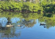 Atticus the swan and his cygnets