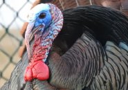 Turkey down  the Home Depot
