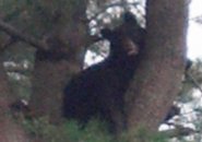 Bear in Brookline