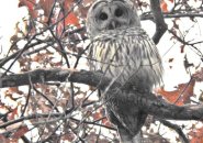 Barred owl in Brookline