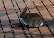 Rabbit on City Hall Plaza