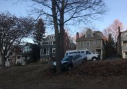 Tree vs. car in Jamaica Plain