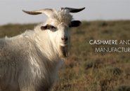 CCMI Web site features a cashmere goat