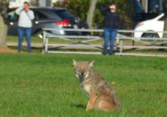 Coyote along Day Boulevard