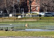 Coyote and goose successful  Moakley Park