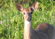 Deer successful  Cutler Park
