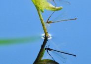 Damselflies on a stalk jutting out of the Charles River
