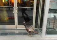 Turkey in Downtown Boston