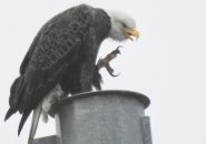Eagle with large  talon
