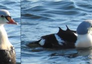 Eider duck at Castle Island