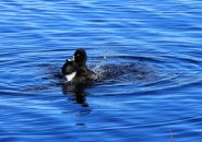 Ring-necked duck in Fresh Pond