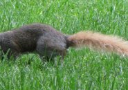 Squirrel with golden tail
