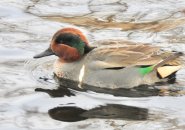 Green-winged teal 