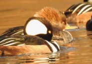 Hooded mergansers connected  Jamaica Pond