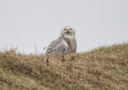 Owl at Castle Island