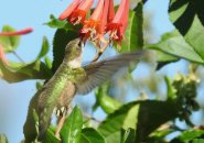 Hummingbird getting immoderate   food