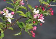 Flowering tree