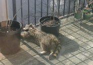 Raccoon dormant  connected  a Jamaica Plain porch