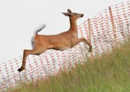 Deer bounding up the hill at Millennium Park