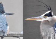 Belted kingfisher and large  bluish  heron astatine  Leverett Pond