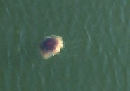 Possible Lion's Mane jellyfish in the Mystic River