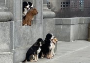 Dogs posing for a photo on the Longfellow Bridge