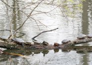 A batch  of turtles astatine  Jamaica Pond