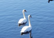 Pair of swans and a duck