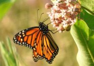 Monarch butterfly successful  Millennium Park