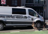 Turkeys with animal-control van in Harvard Square