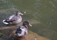 Ducks at Jamaica Pond