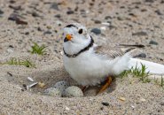 Plover with eggs on Revere Beach