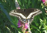 Butterfly successful  Millennium Park