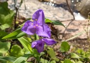 Purple flower at Jamaica Pond