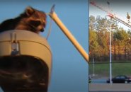 Raccoon being rescued from the top of a light fixture on the turnpike