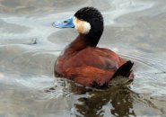 Ruddy duck in Jamaica Pond