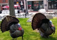Turkeys in Harvard Square