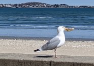 Seagull with a bagel