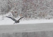 Great blue heron over the Charles River