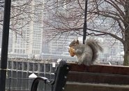 Squirrel eating luncheon  astatine  Piers Park successful  East Boston