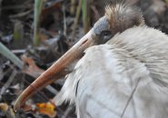 Wood stork in Woburn