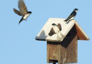 Tree swallows fight for prime space at Millennium Park