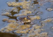 Frog in a pond on the JP/Brookline line