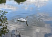 Swan in Jamaica Pond