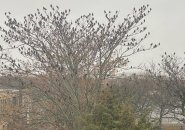 A lot of birds in trees in East Boston