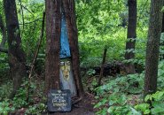Tree wizard of Franklin Park
