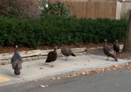 Turkeys in Brookline on the Brighton line