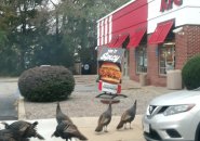 Turkeys extracurricular  a KFC successful  Dorchester