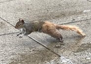 Two-tone squirrel