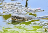 Snake in pond in Allandale Woods